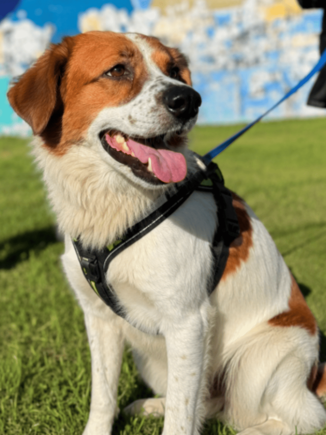 Foto de Rocky
