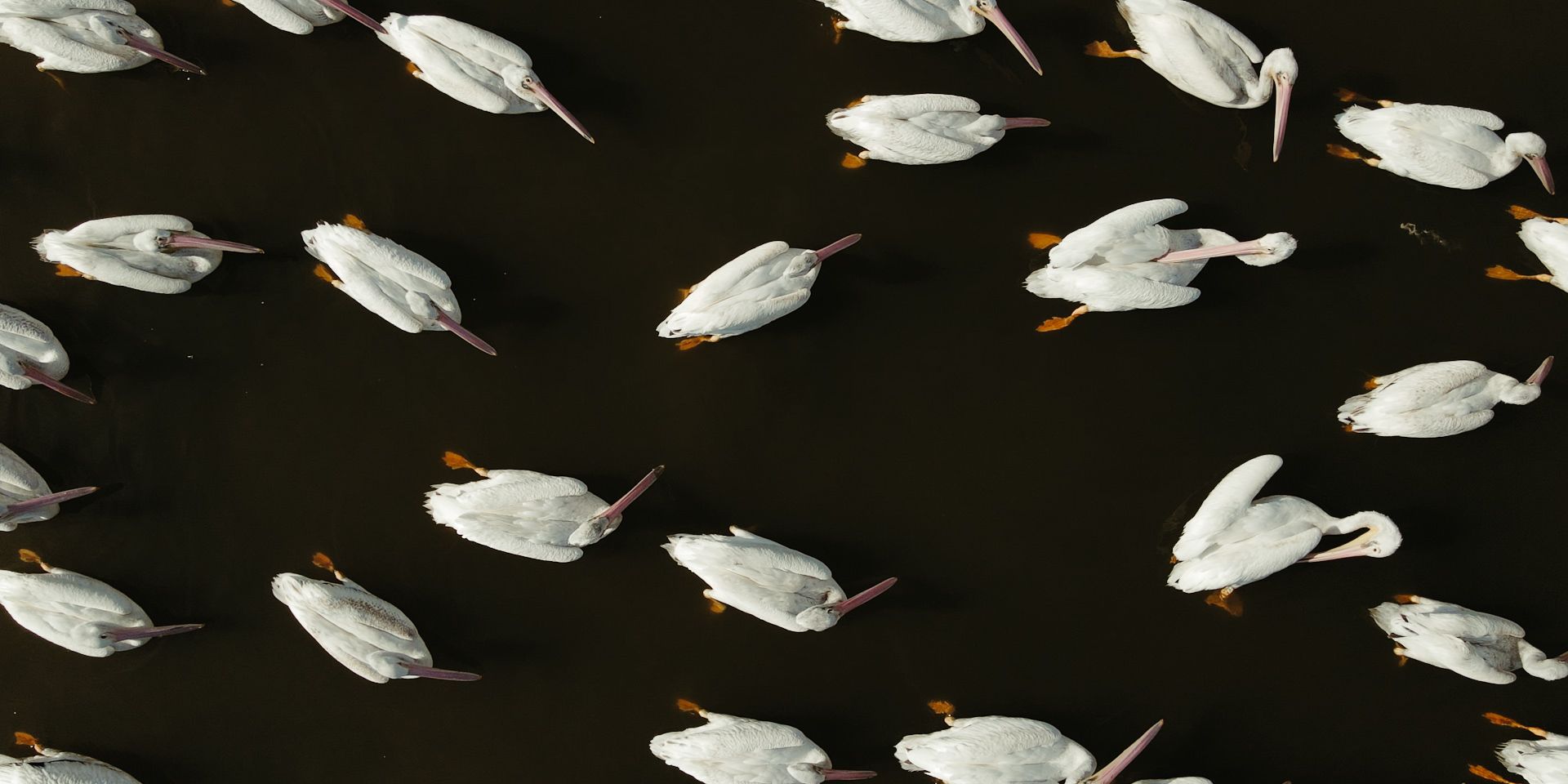 Birds in the lagoon