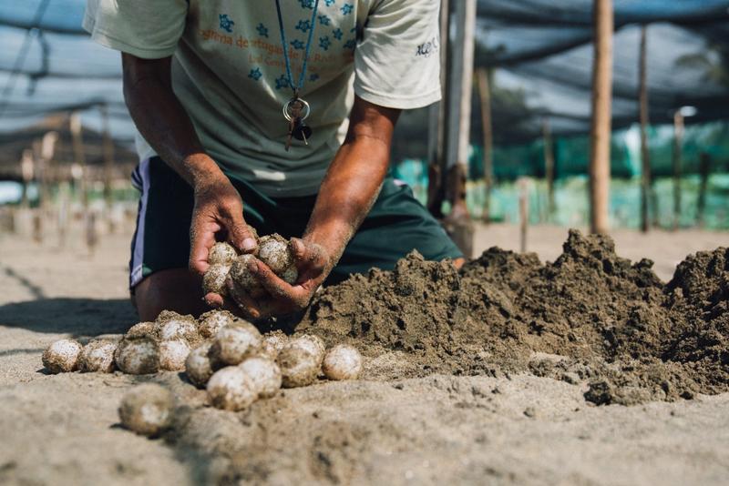 Sea Turtle Sanctuary Tours