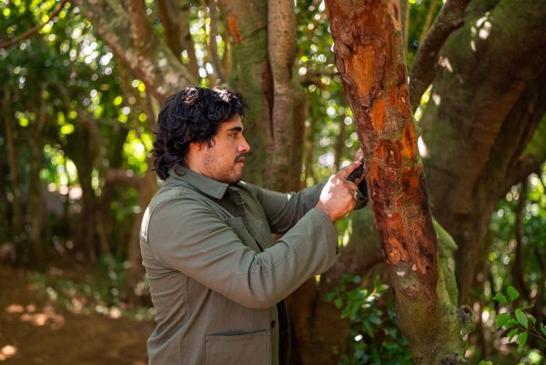 Chef Yuda Abitbol gathering cinnamon bark from a tree.