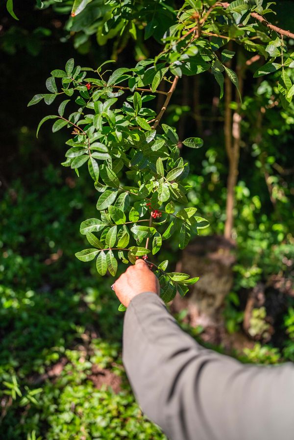 Gathering leaves during the outdoor foraging shoot.