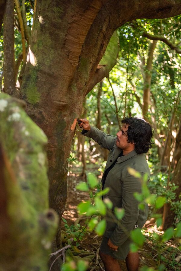 Chef Yuda Abitbol foraging among the trees.