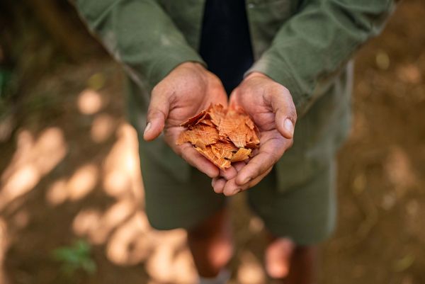 Chef Yuda Abitbol holding freshly gathered cinnamon bark in his hands.