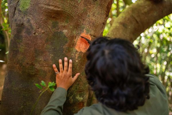 Over-the-shoulder view of Chef Yuda Abitbol gathering cinnamon bark.