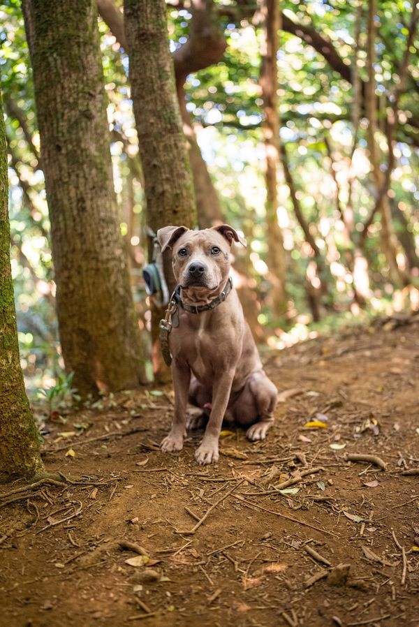 A dog on the wooded path during the foraging shoot.