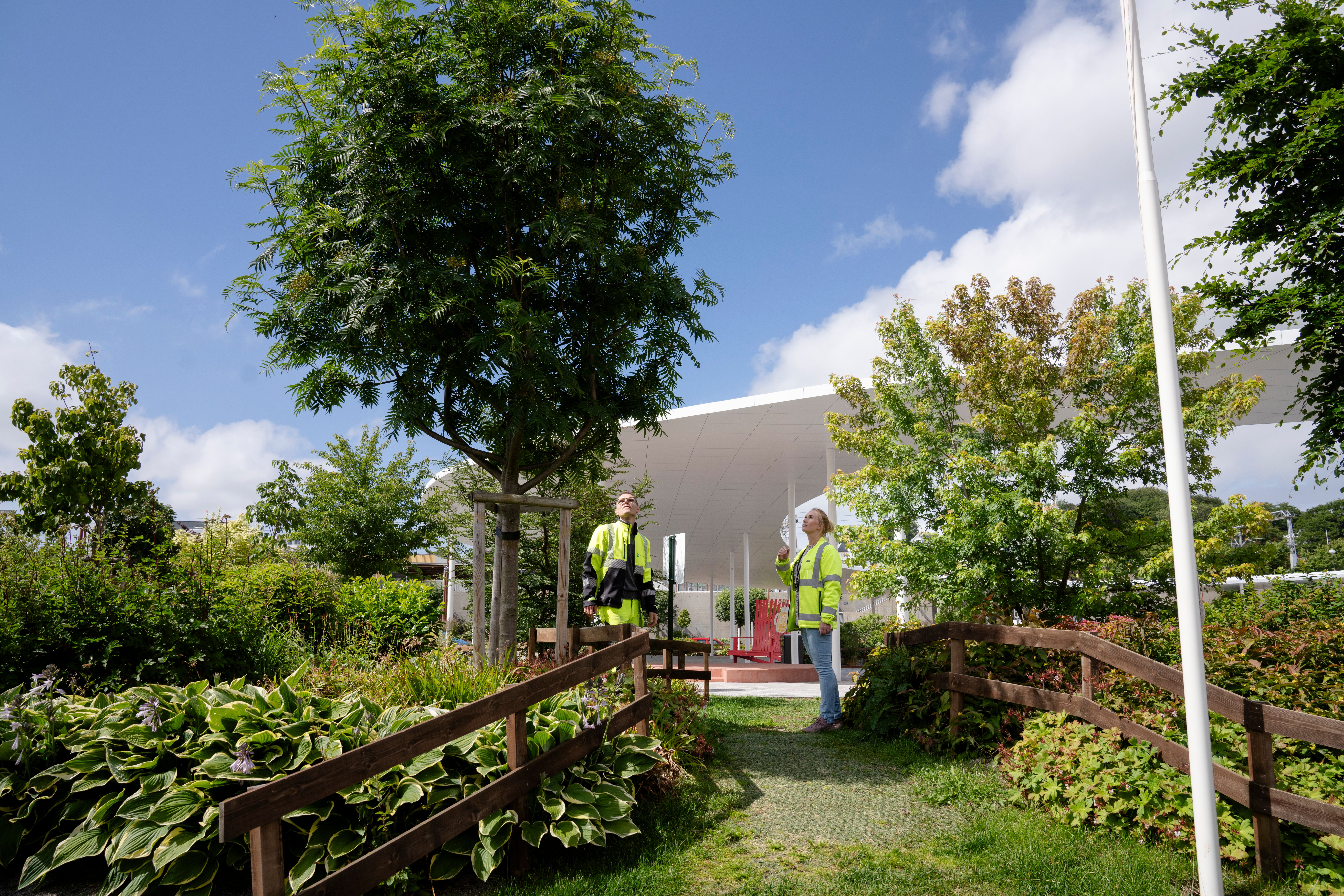 Å toppe eller formklippe trær svekker dem over tid. Foto: Sandnes kommune