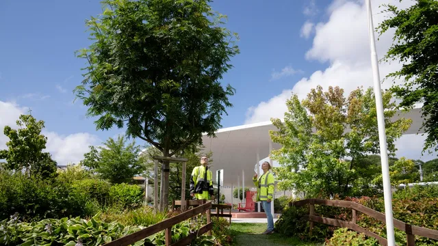 Å toppe eller formklippe trær svekker dem over tid. Foto: Sandnes kommune