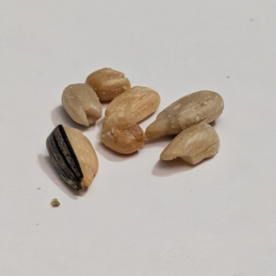 sunflower seeds, one of which has half a shell on it