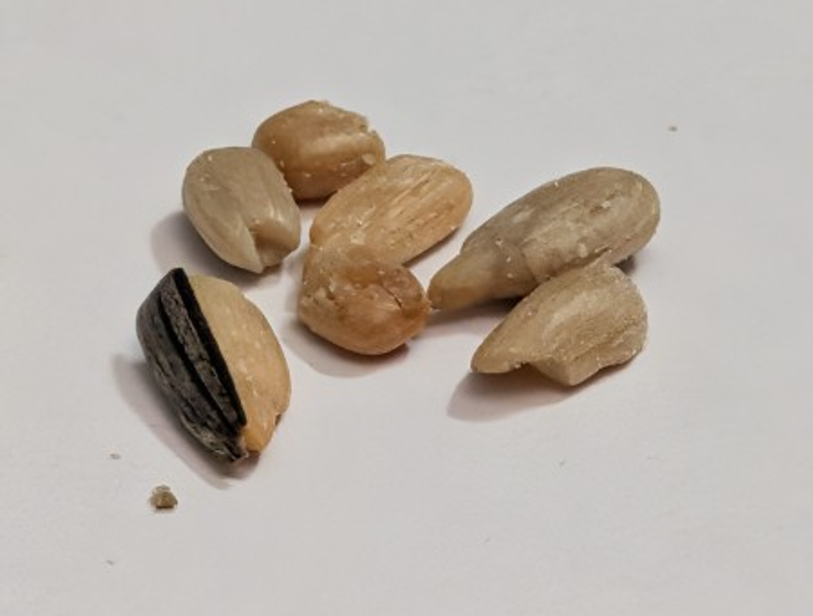sunflower seeds, one of which has half a shell on it