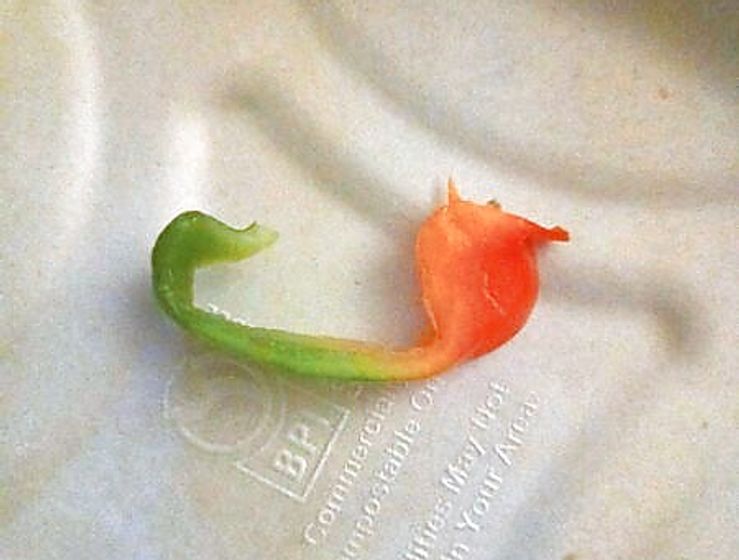 green and red pepper