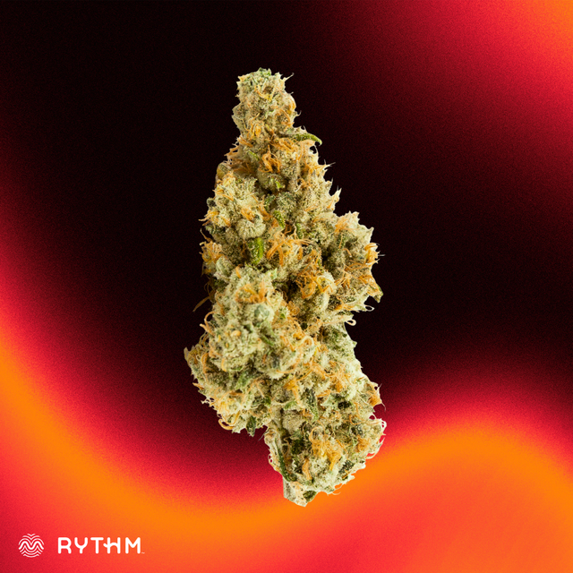 Cherry Maui Wowie harvested flower, as labeled by the cited photo source