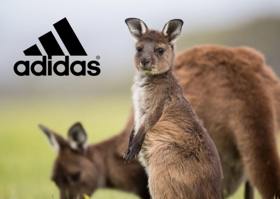adidas Officially Ends Use of Kangaroo Leather in Athletic Footwear