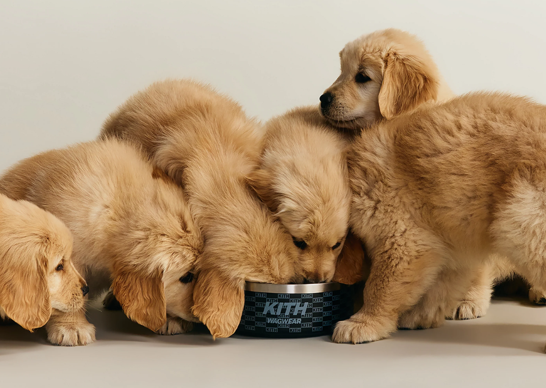 Fieg for Fido: Kith and wagwear are Dropping a Collection of Gear
