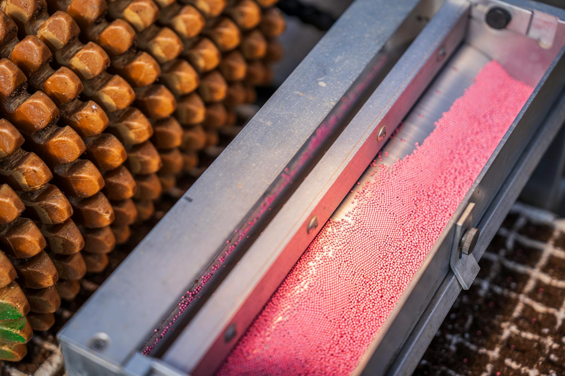 Galletas y bizcochos
