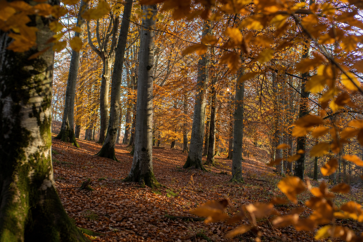 Sunlit beech woodland in autumn with orange and gold foliage