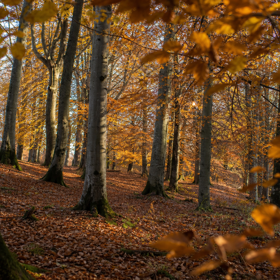 Sunlit beech woodland in autumn with orange and gold foliage