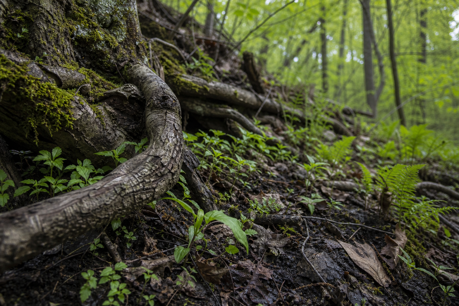 Close-up of gnarled tree roots and soft green undergrowth in spring woodland light.