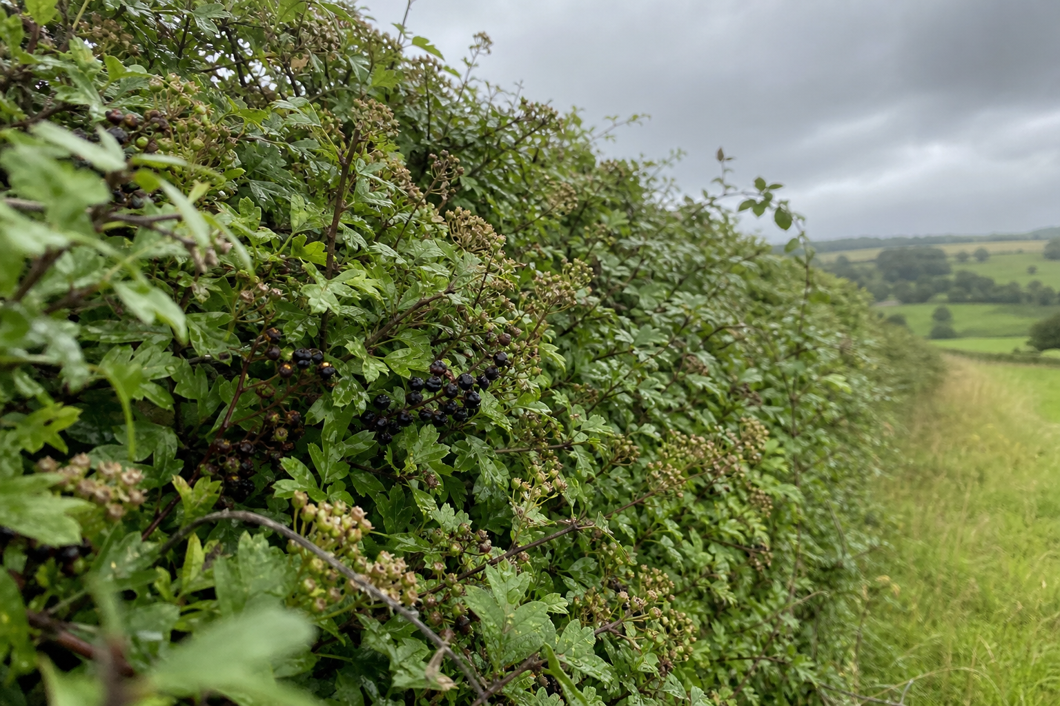 Dense green hedgerow under soft grey overcast sky in British countryside