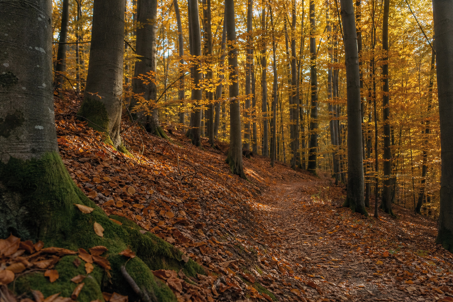 Dense beech woodland in autumn, warm orange and gold leaves against dark trunks.