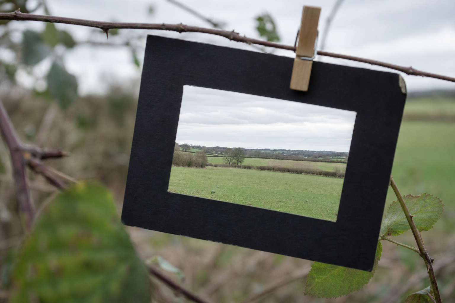 Card viewfinder held up against a hedgerow and open field scene