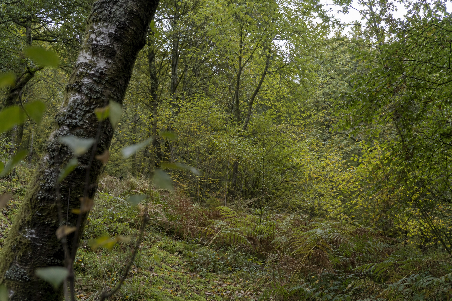 Quiet deciduous woodland edge with layered olive and grey-green foliage tones