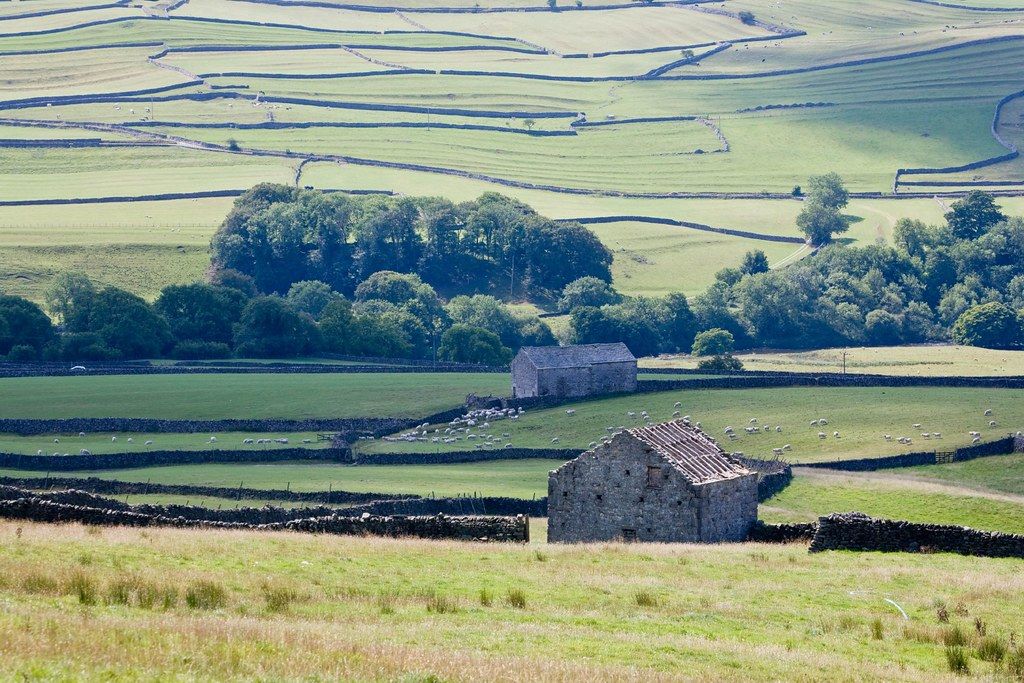 Barns and rolling fields in the Yorkshire Dales near Burnsall