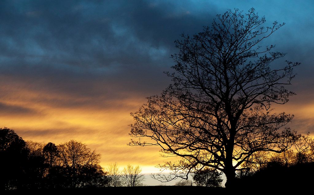 Silhouetted trees and grassy landscape beneath a dramatic cloudy sky at Hampstead Heath.