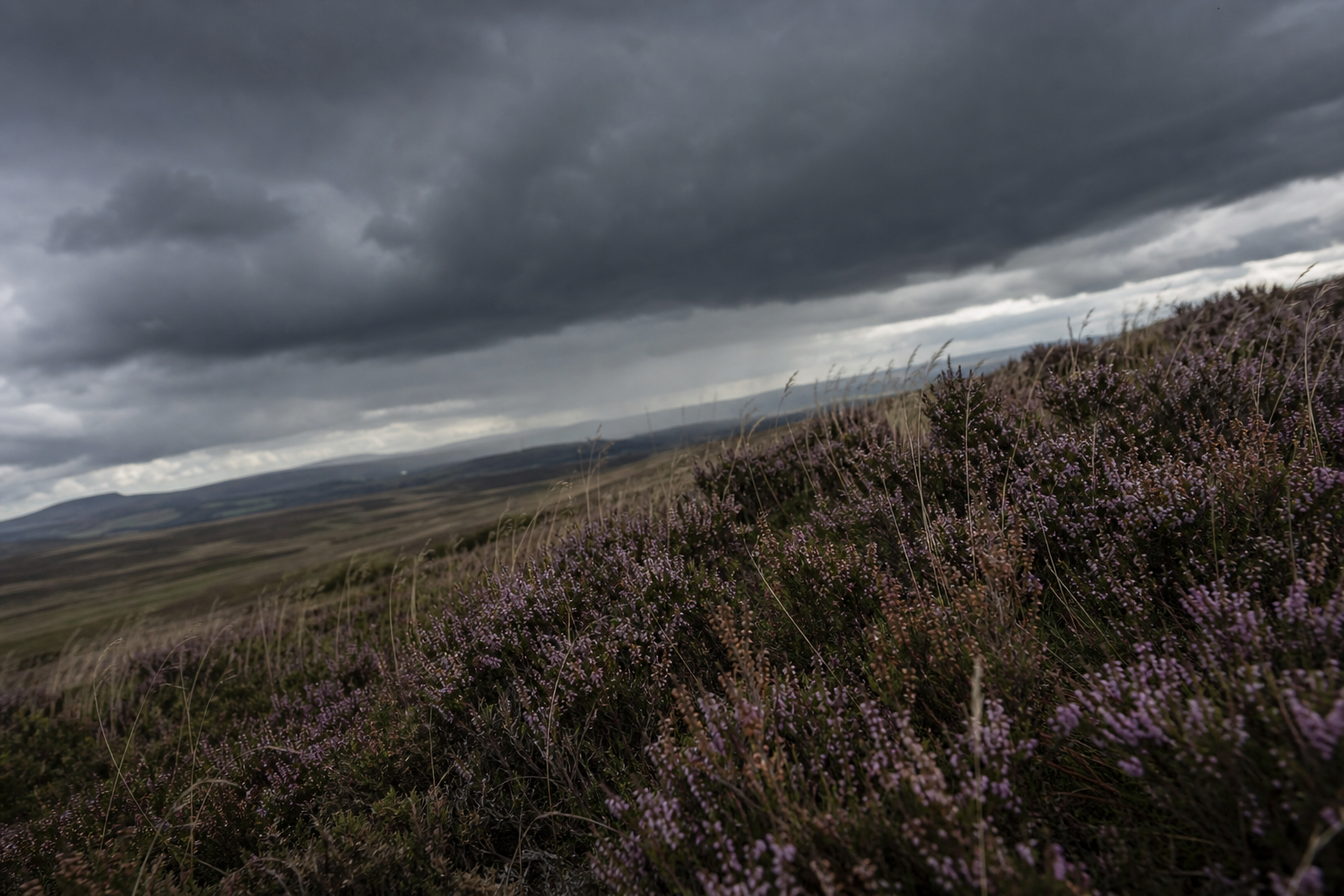 Dark storm clouds building over open moorland with heather in the foreground