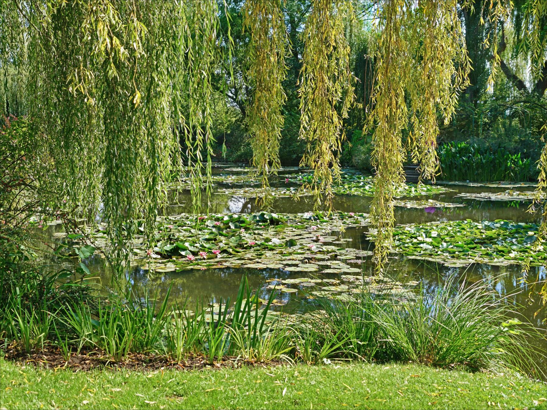 Water garden with water lilies and a Japanese-style footbridge at Claude Monet's Giverny.