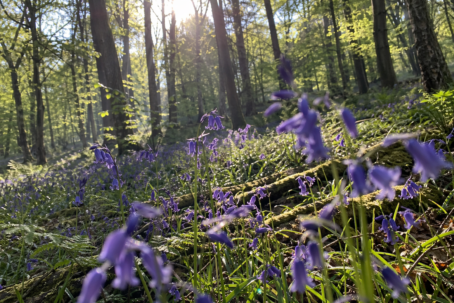Sunlit bluebell woodland floor in soft spring light