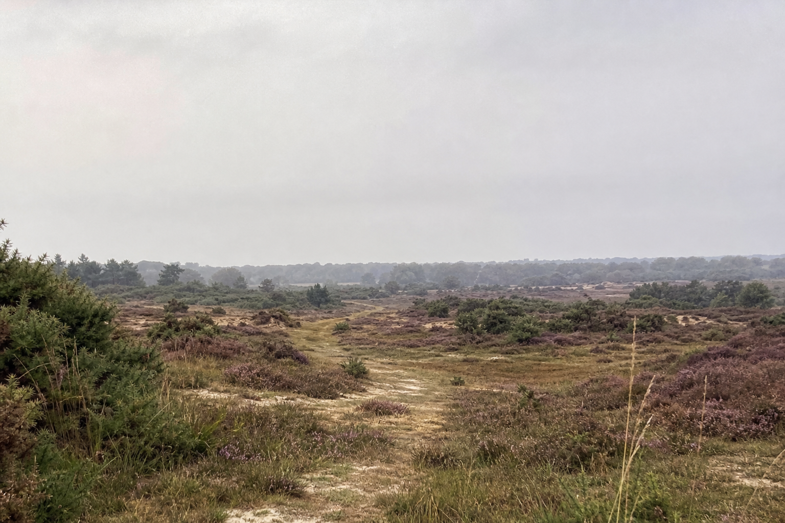 Wide open heathland landscape under a pale overcast sky with low scrubby vegetation.