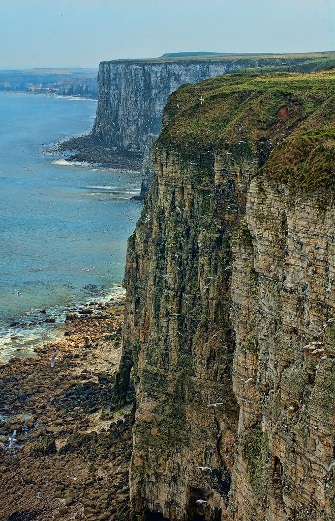Coastal cliffs at Bempton, Bridlington, East Yorkshire with seabirds on the cliff face