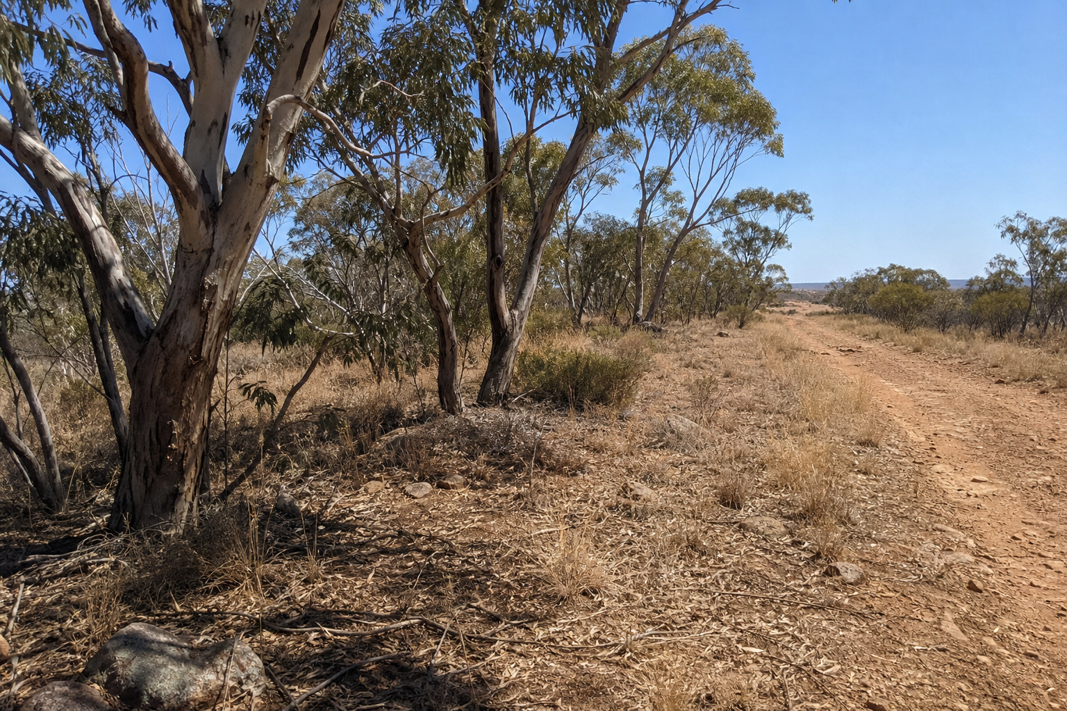 Dry Australian eucalyptus bush landscape under bright midday sun
