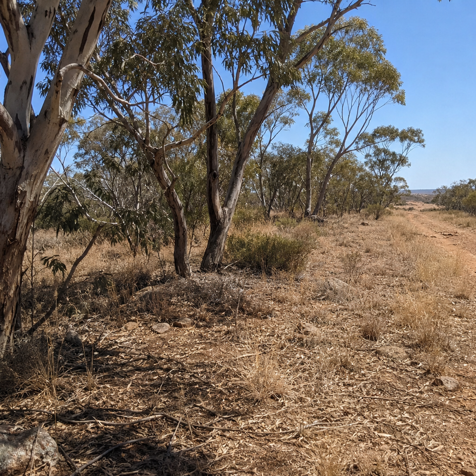 Dry Australian eucalyptus bush landscape under bright midday sun