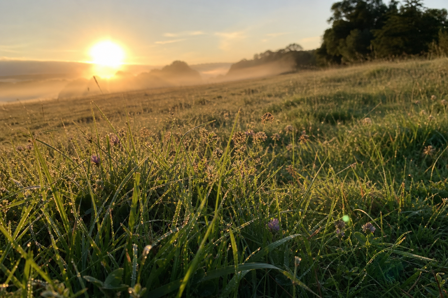 Warm golden light raking across an open field with long cool shadows at sunrise