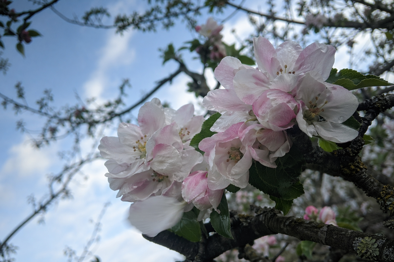 Close-up of white and pink apple blossom against a pale blue sky