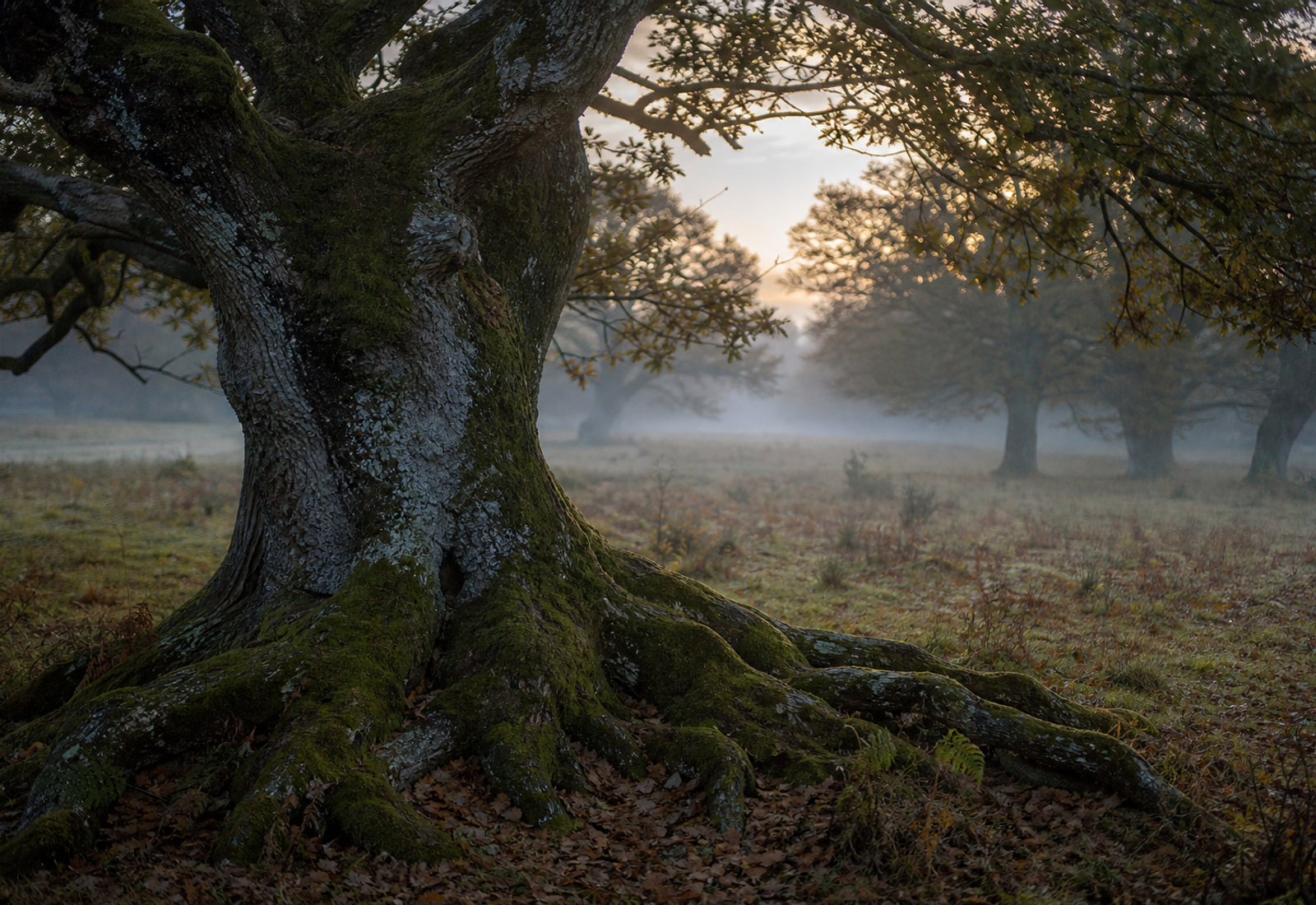 Ancient oak trees in misty forest clearing at dawn with soft golden light