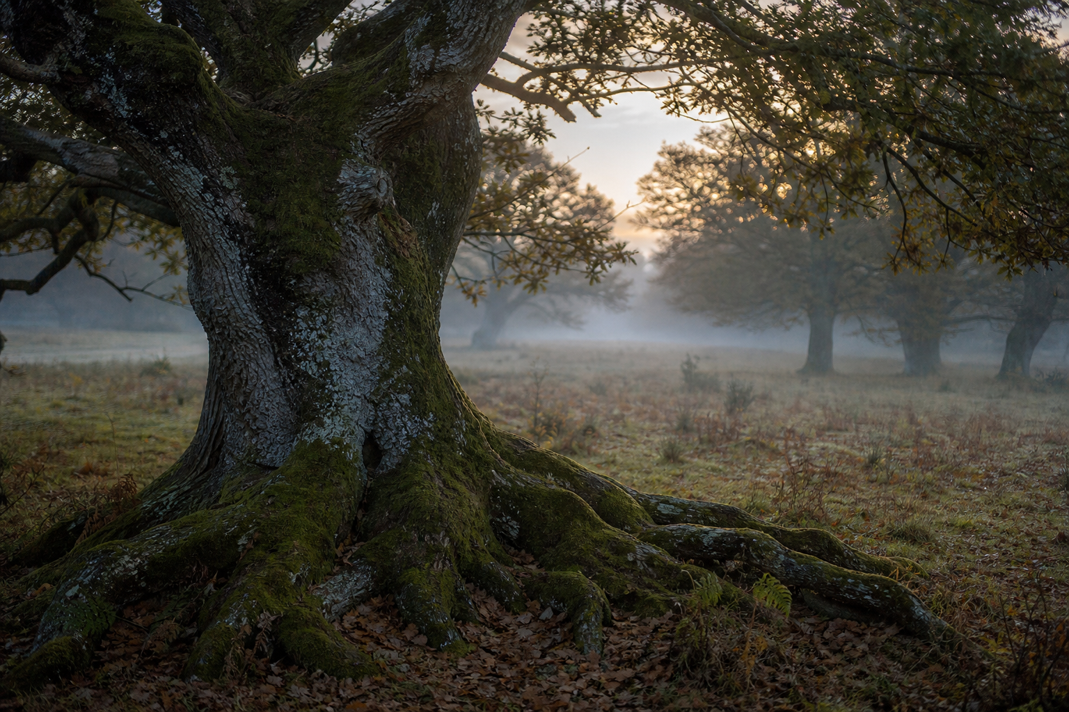 Ancient oak trees in misty forest clearing at dawn with soft golden light