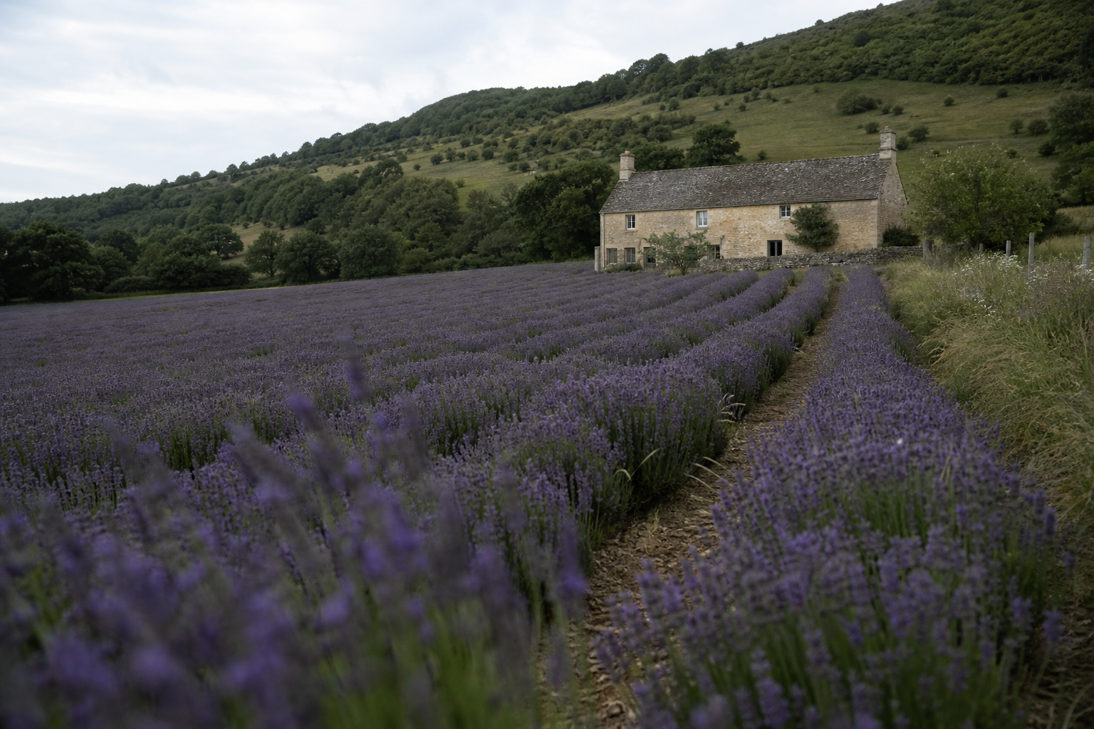 Long rows of purple lavender stretching toward a pale Cotswolds stone farmhouse and hillside