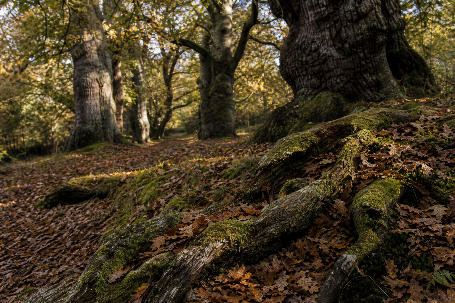Ancient oak woodland interior with dappled autumn light filtering through dense canopy.