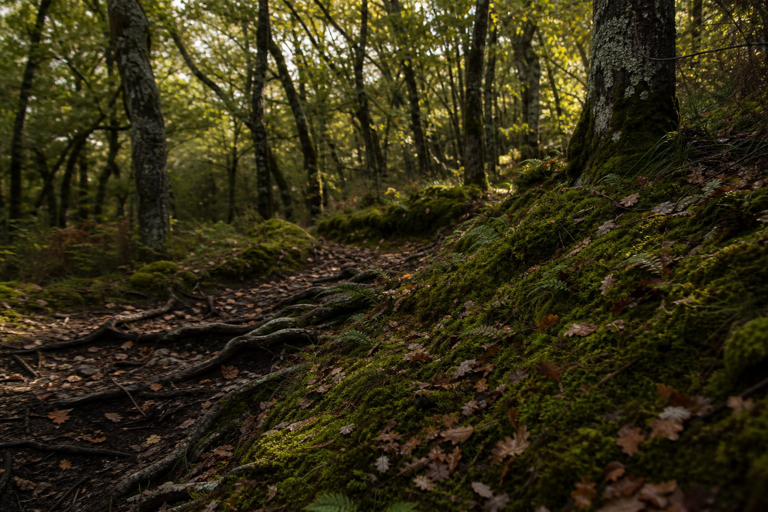 Dense woodland path through ancient oaks with dappled light on mossy ground