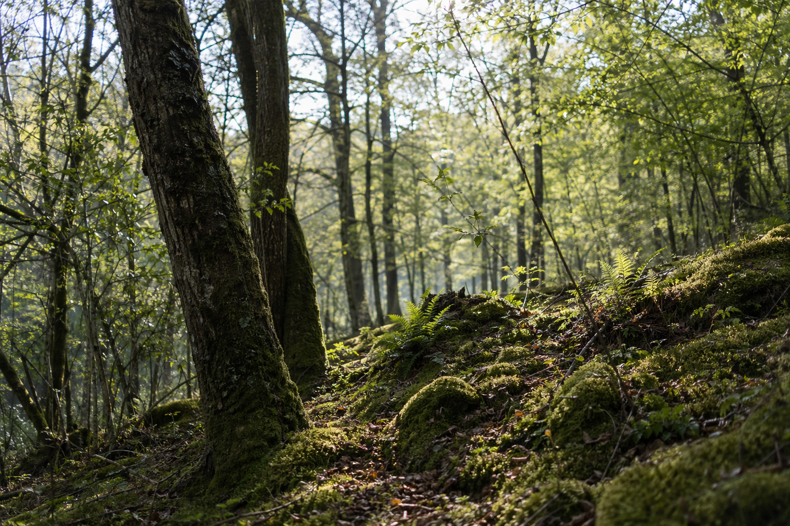 Dappled sunlight filtering through tall trees onto a mossy forest floor