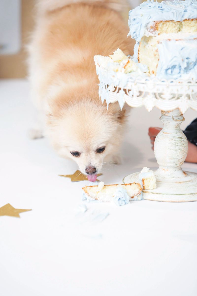 Nyc Cake Smash Photographer image 71