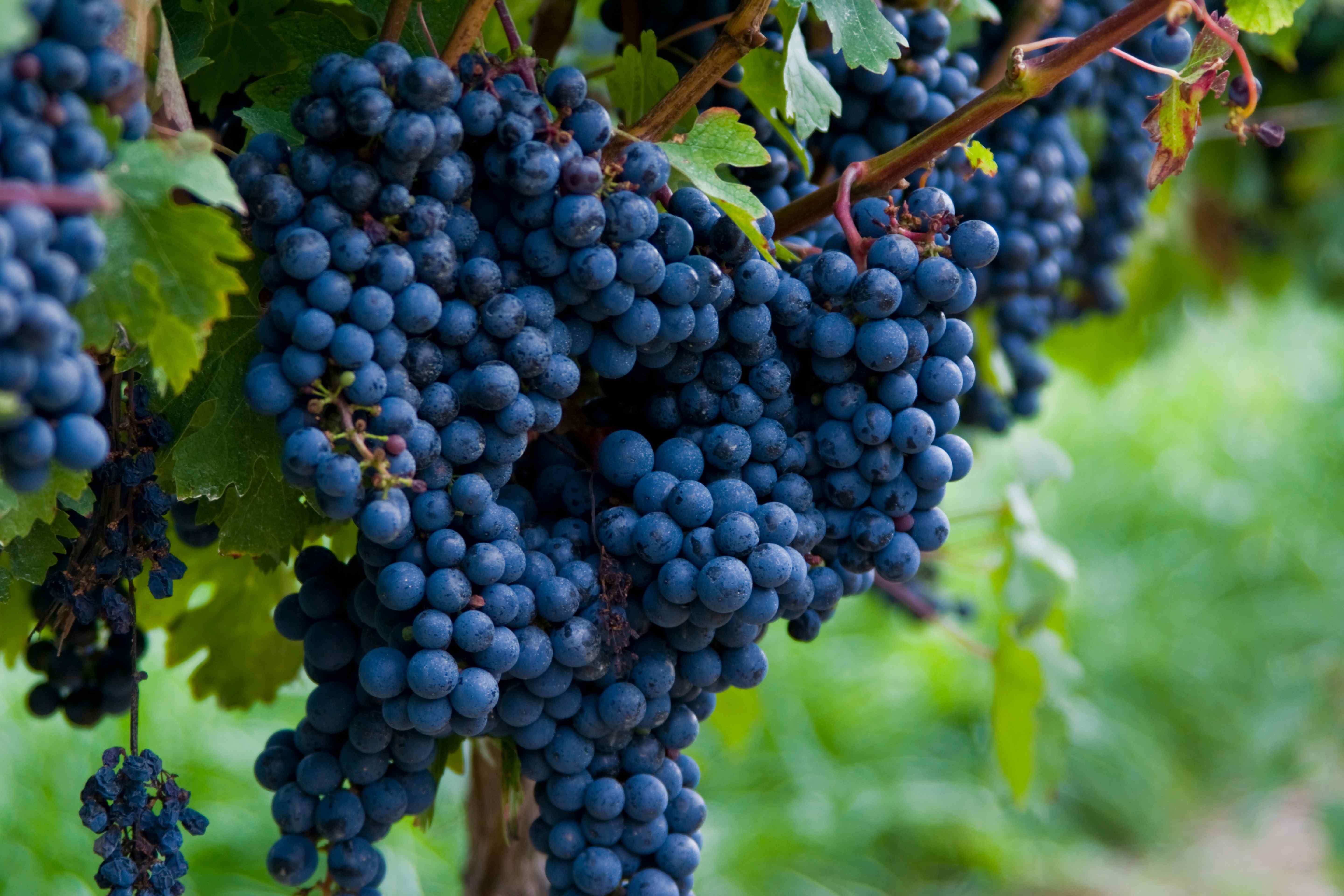 Cluster of dark purple wine grapes hanging on the vine among green leaves.