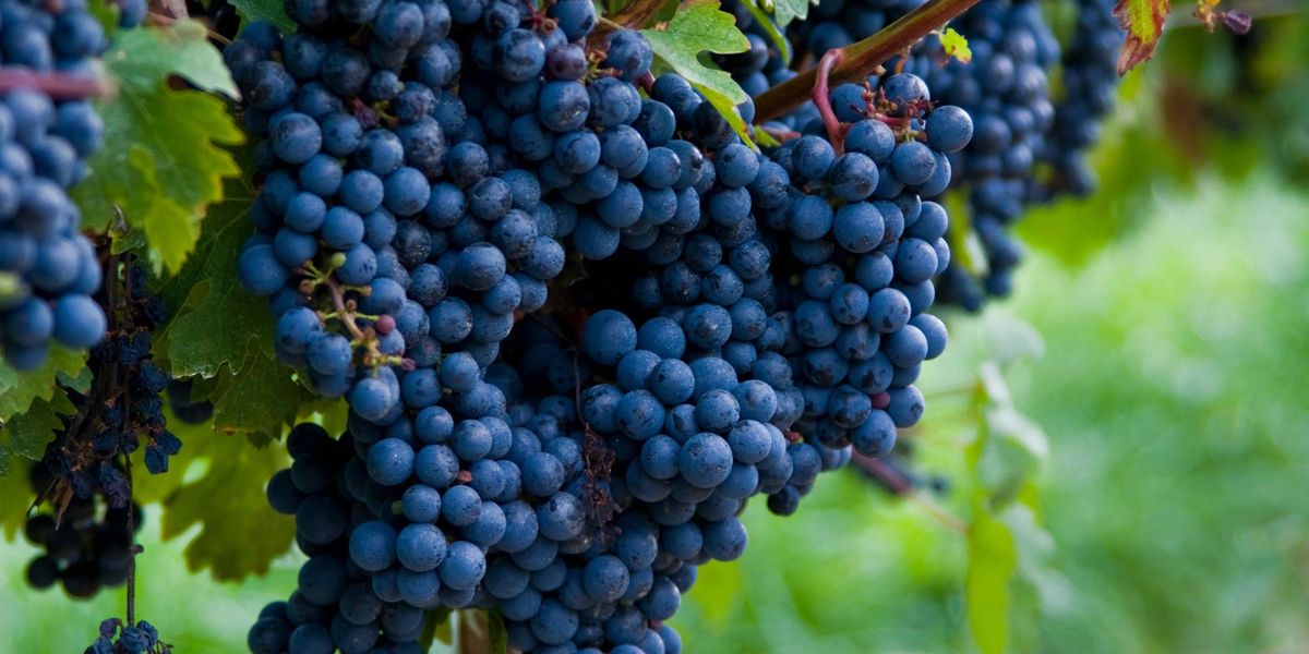 Cluster of dark purple wine grapes hanging on the vine among green leaves.