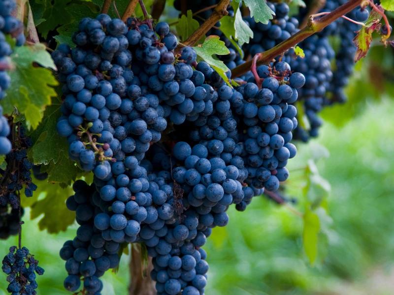 Cluster of dark purple wine grapes hanging on the vine among green leaves.
