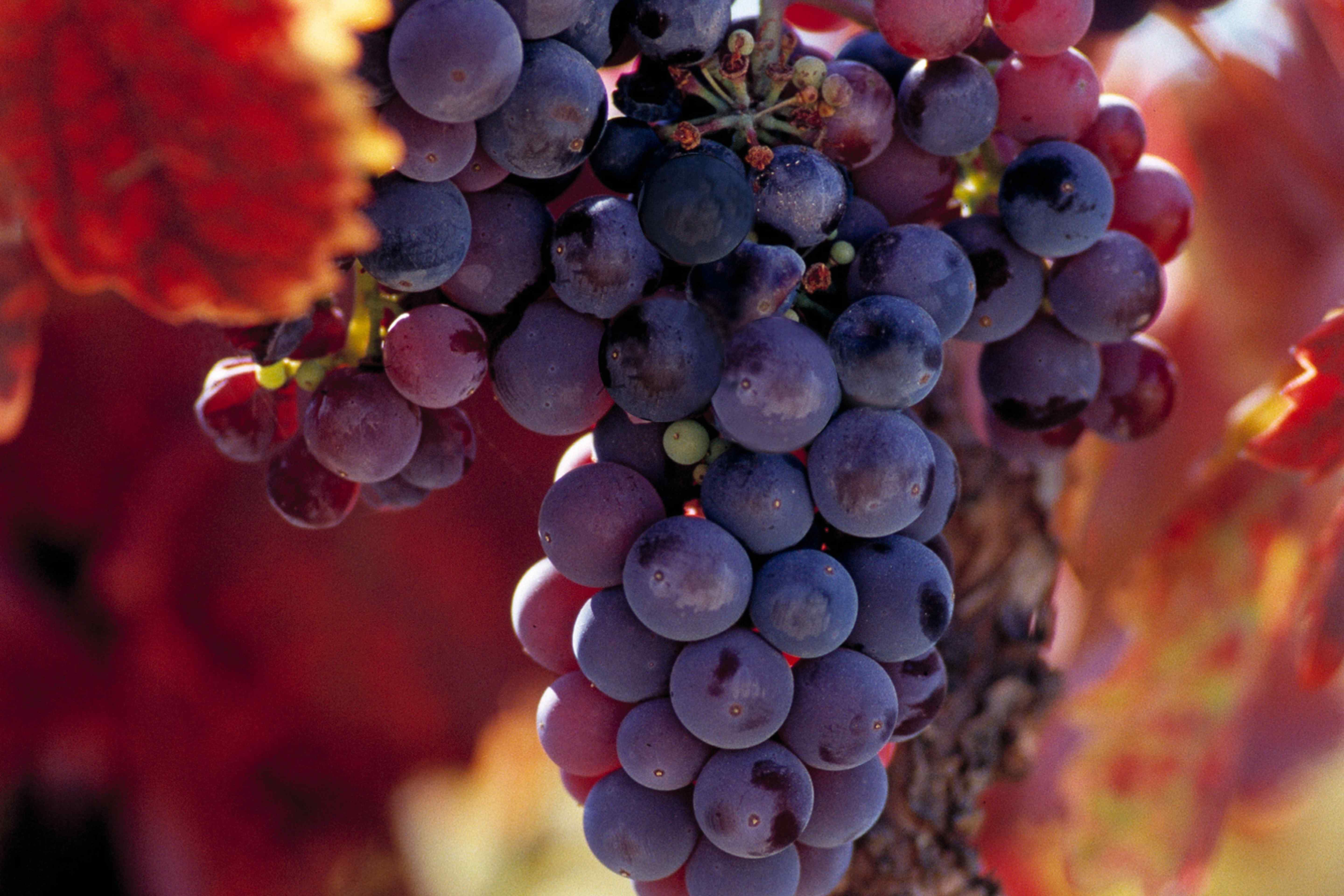 Close-up cluster of dark purple wine grapes on the vine surrounded by red autumn leaves.