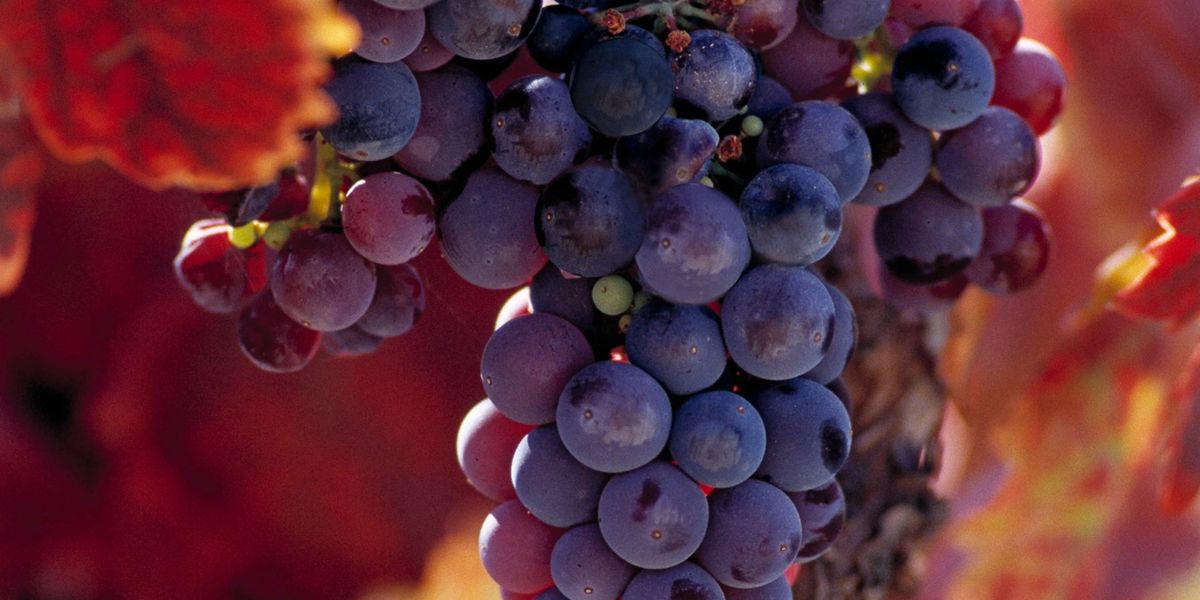 Close-up cluster of dark purple wine grapes on the vine surrounded by red autumn leaves.