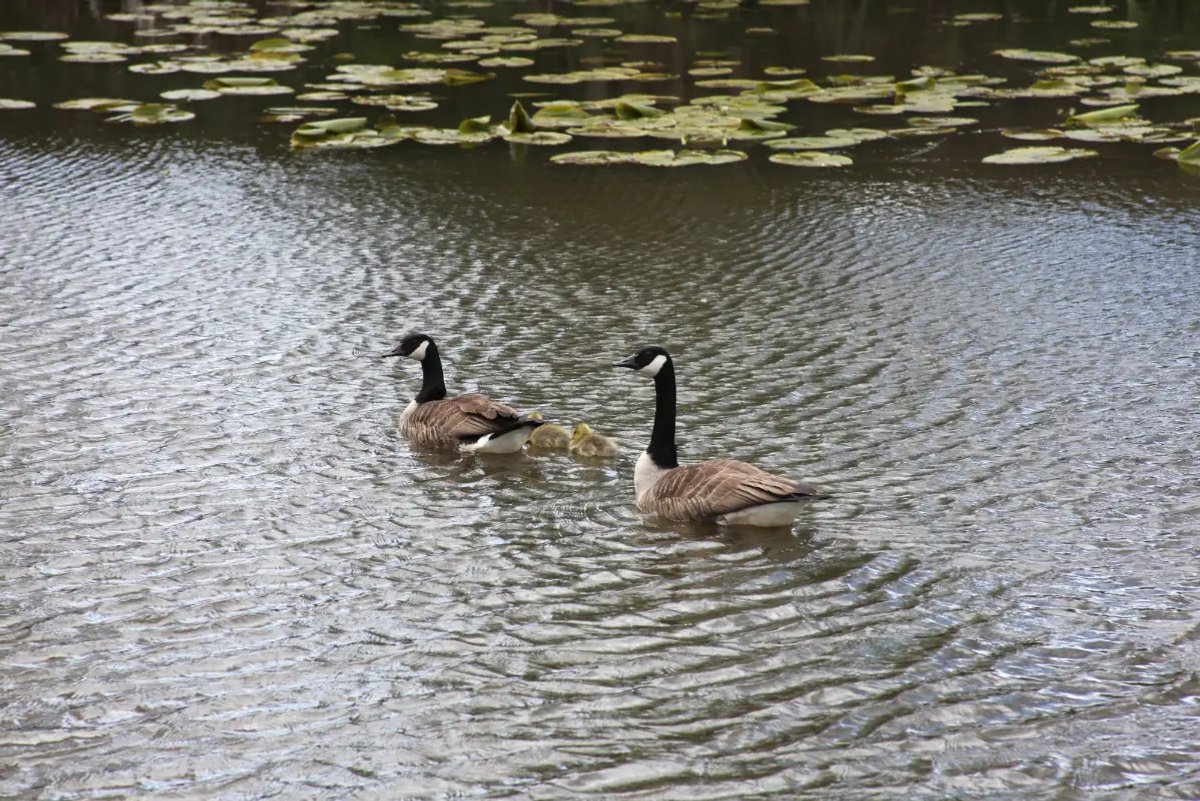 Two adult Canada geese swimming on a rippled pond with two small yellow goslings between them and lily pads in the background.