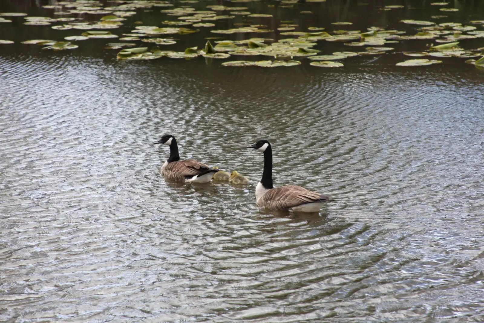 Two adult Canada geese swimming on a rippled pond with two small yellow goslings between them and lily pads in the background.